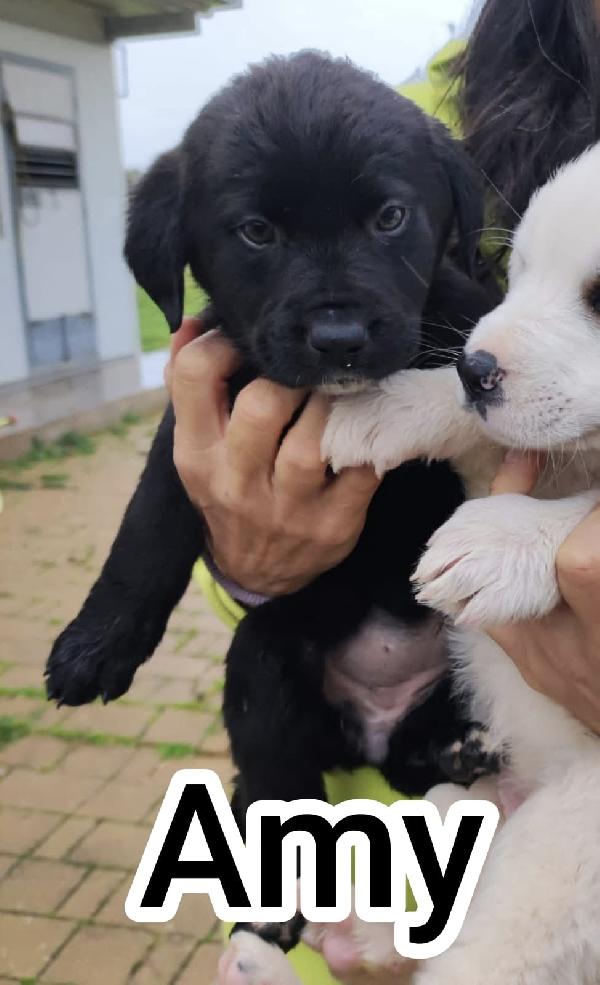 Adel, Amy, Alex e Annie cercano casa Foto 4
